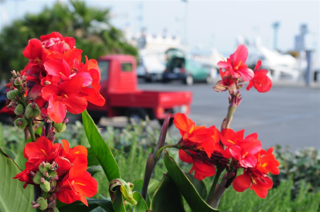 fiori