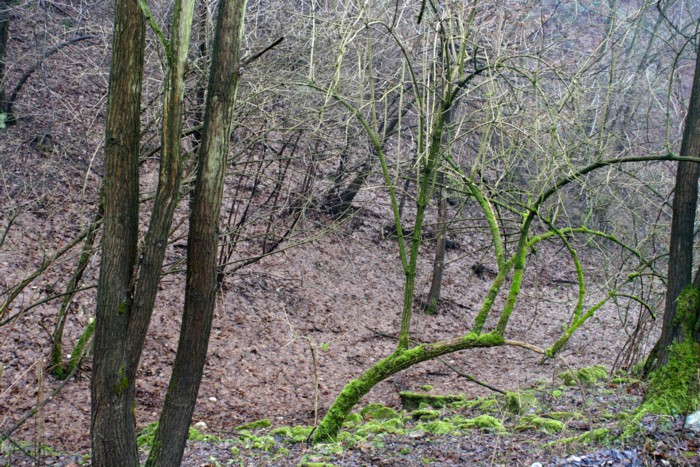 Contrasti di natura