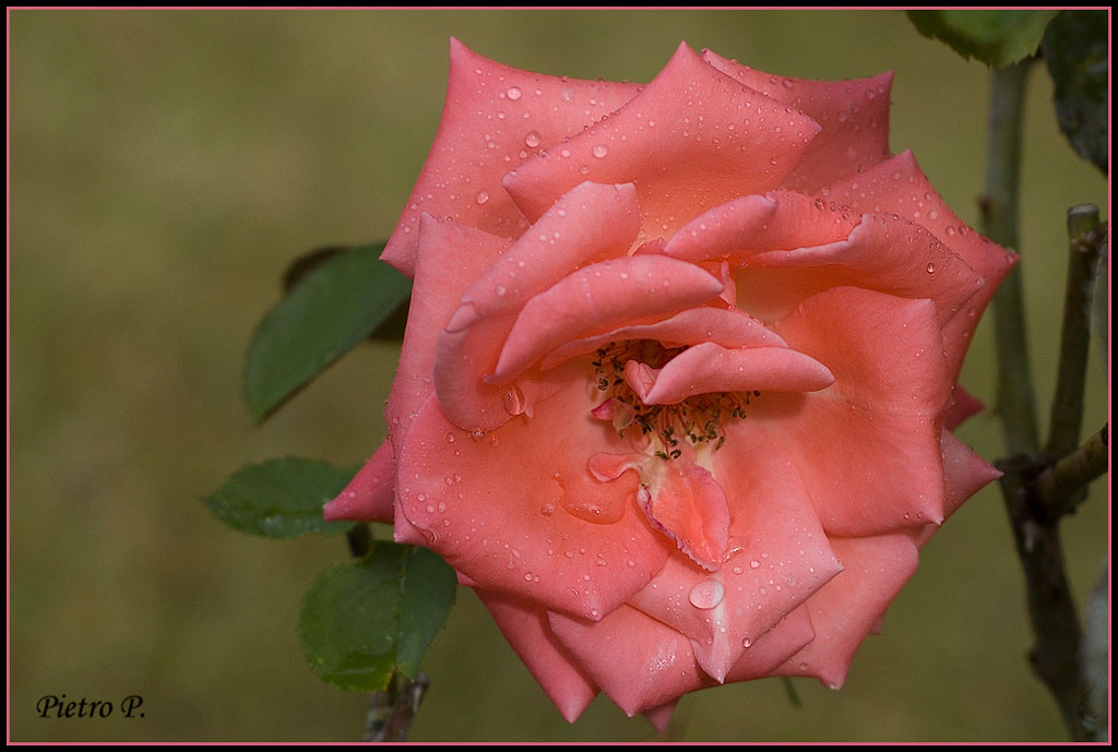 Rosa