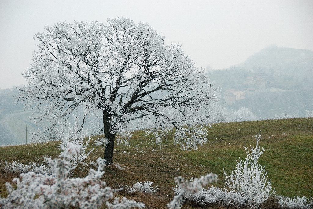 albero infreddolito