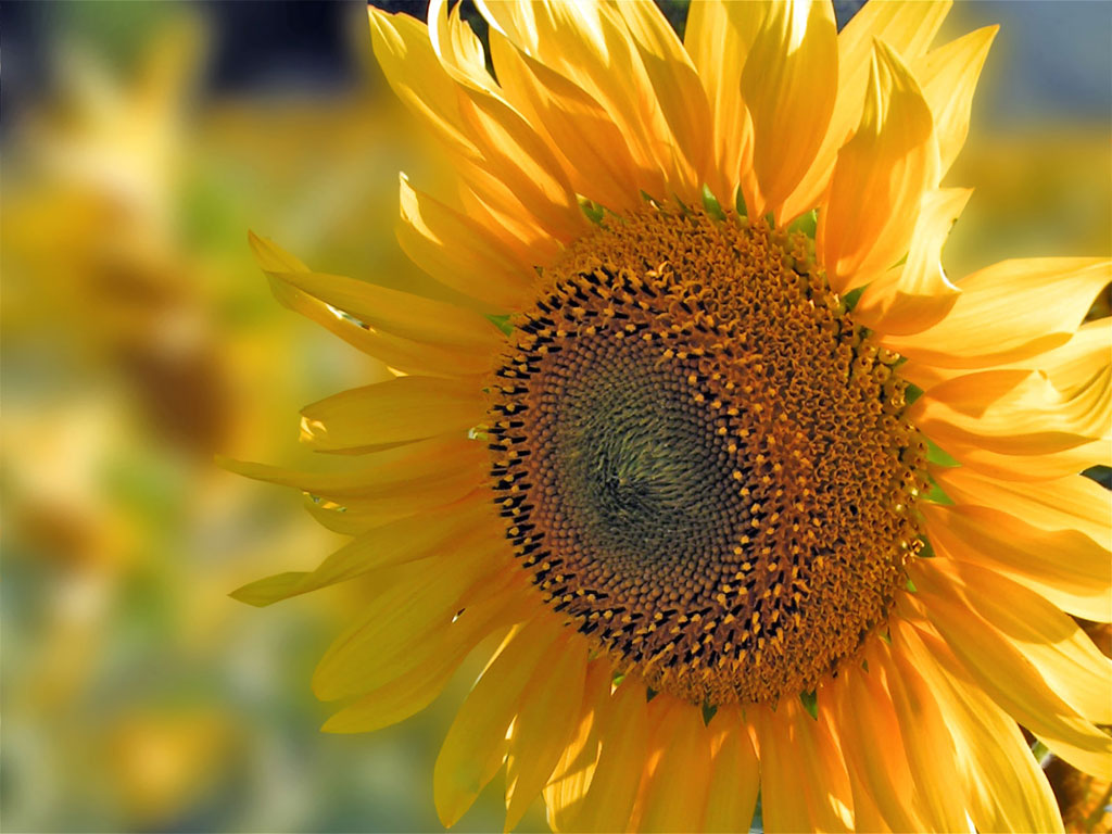 Girasole