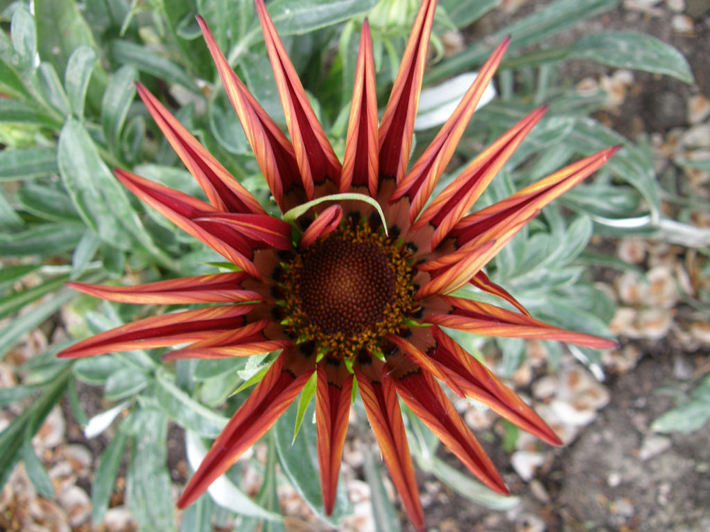 Fiore