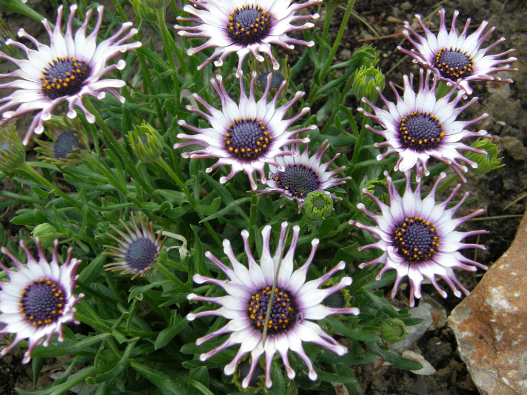 Fiori