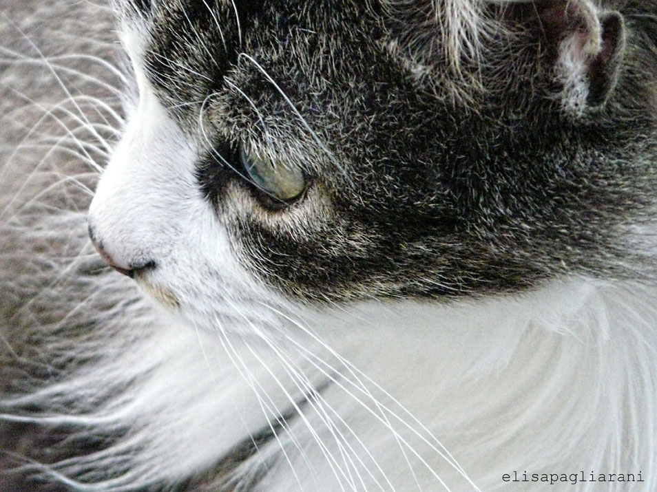 Ritratto Felino