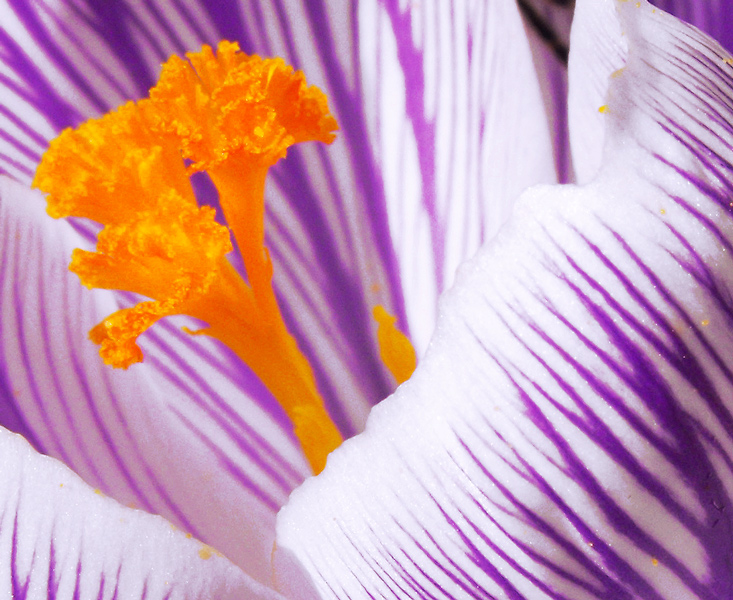 Dettagli di crocus