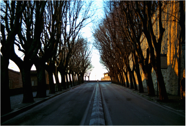 Viale alberato