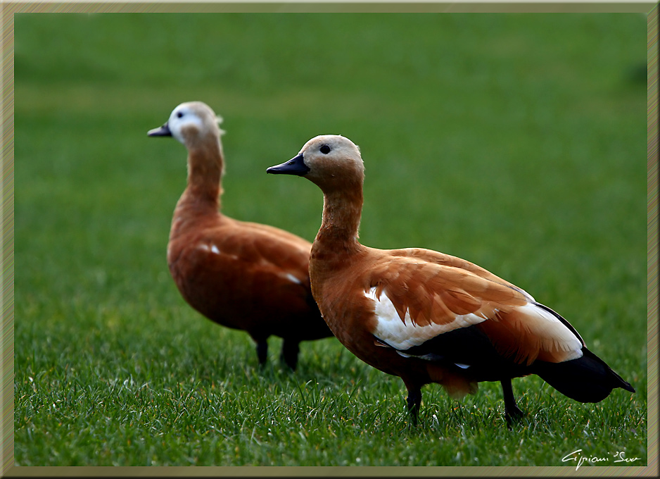 Casarche al pascolo.