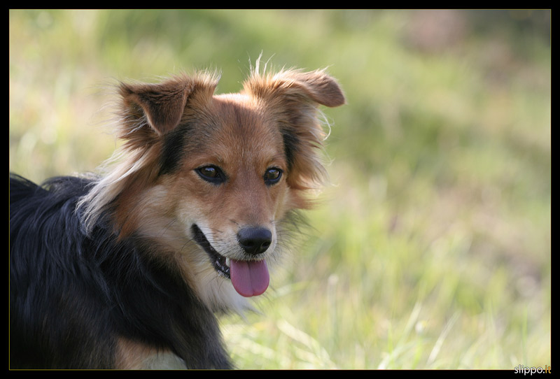 Ritratto di cane