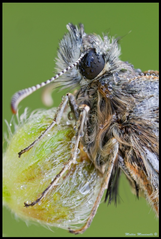 Occhio