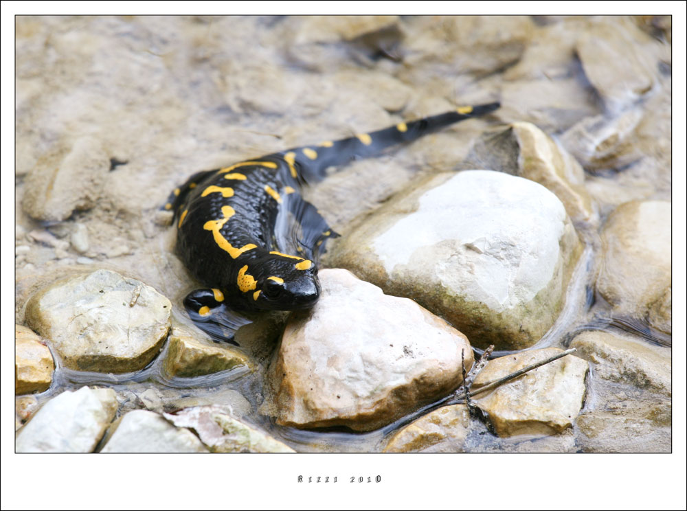 salamandra