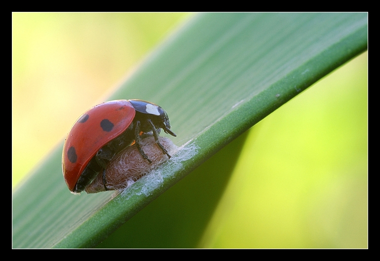 Coccinella al lavoro