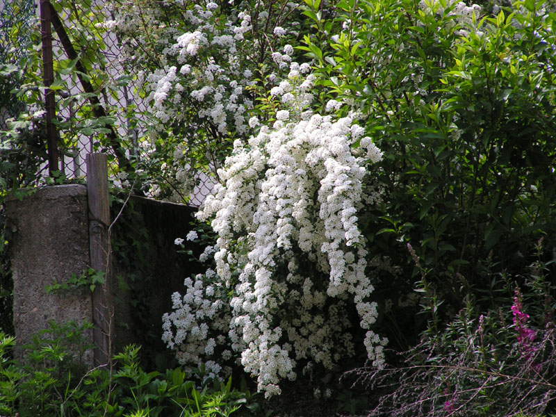fiori10X