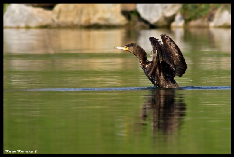 Cormorano
