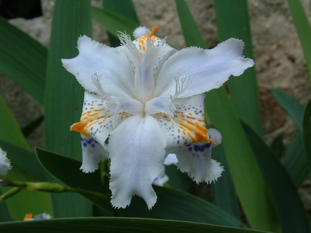 fiore