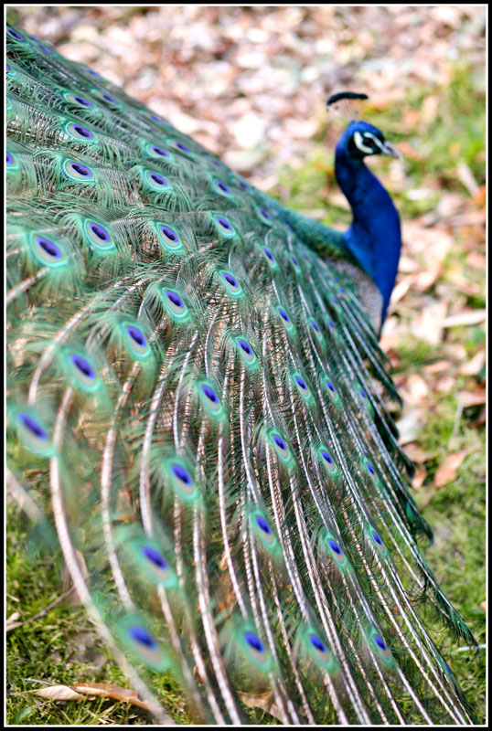 pavo