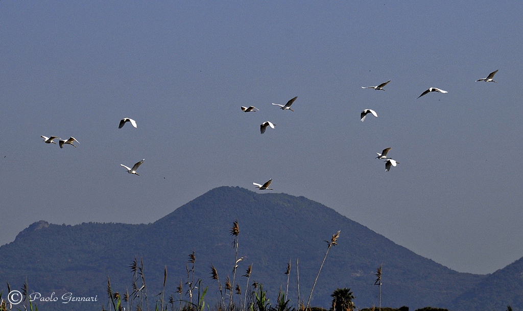 garzette in volo
