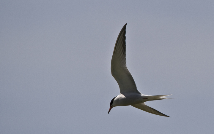 sterna in volo