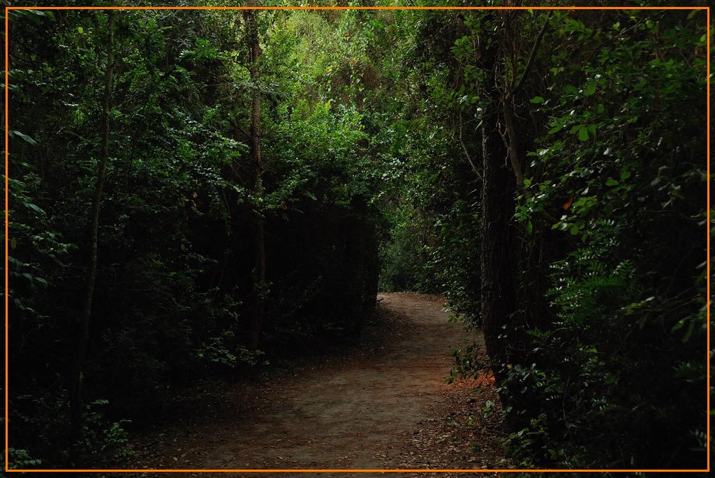 Vialetto nel bosco