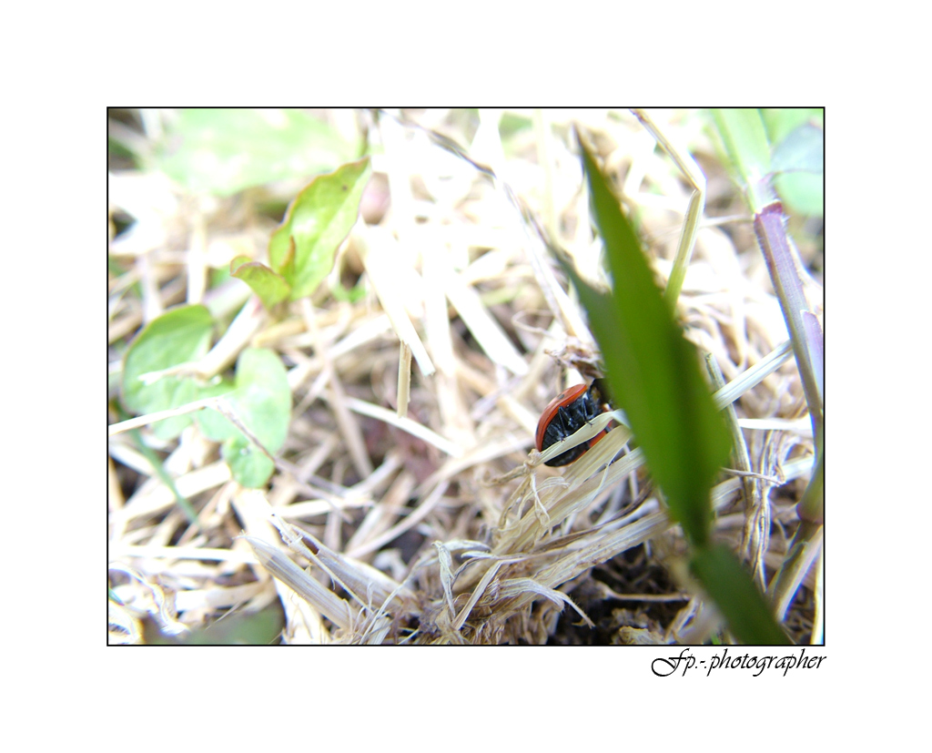 Microcosmos