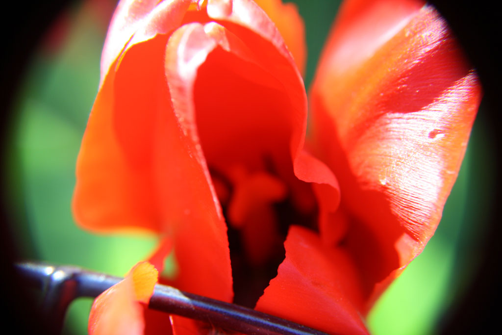 Fiore