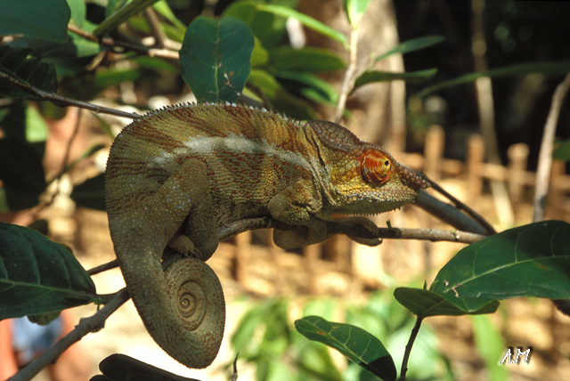 Madagascar - Camaleonte a Nosy Komba