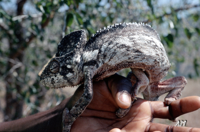 Madagascar - Camaleonte all'Isalo N.P.