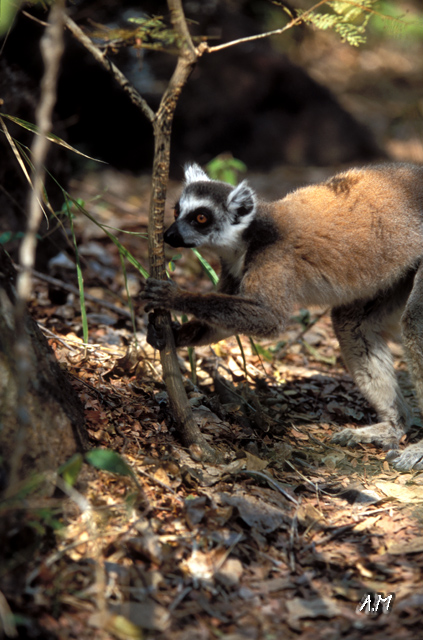 Madagascar - Catta all'Isalo N.P.