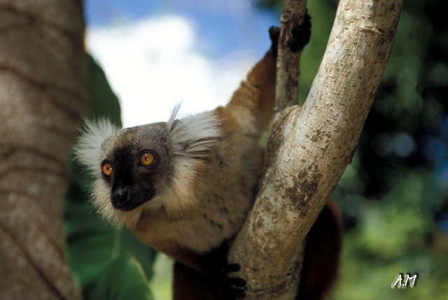 Madagascar - Femmina di Maki Macaco
