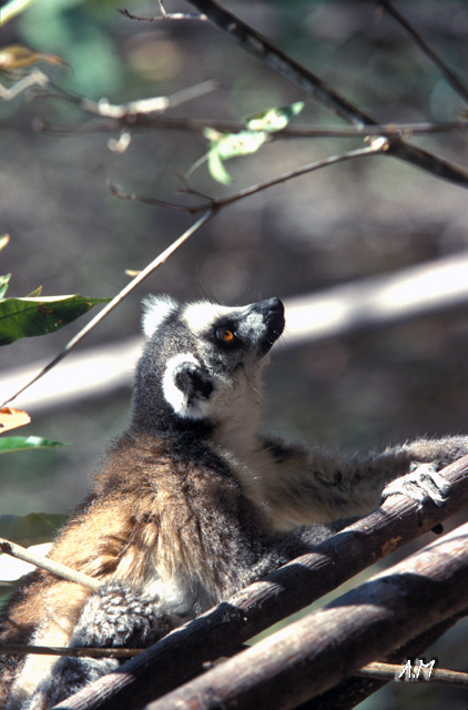 Madagascar - Isalo N.P.