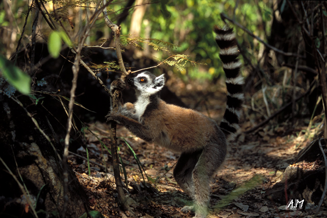 Madagascar - Isalo, Catta in cerca di cibo