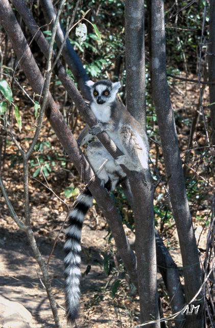 Madagascar - La lunga coda dei Catta
