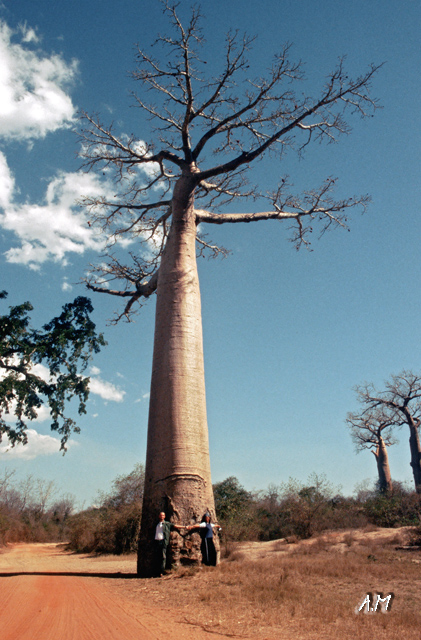 Madagascar - L'abbraccio ai baobab