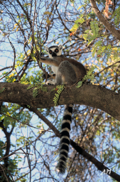 Madagascar - Lemure Catta