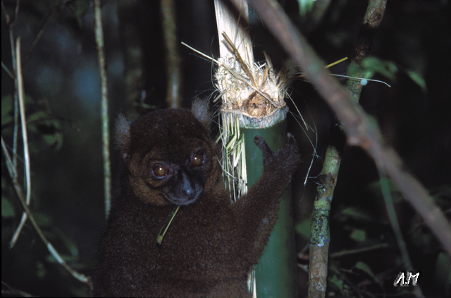 Madagascar - Lemure Green Bamboo a Ranomafana N.P.