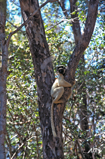 Madagascar - Kirindi Forest - Lemure Sifaka 2