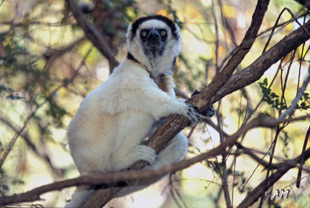 Madagascar - Kirindi Forest - Lemure Sifaka