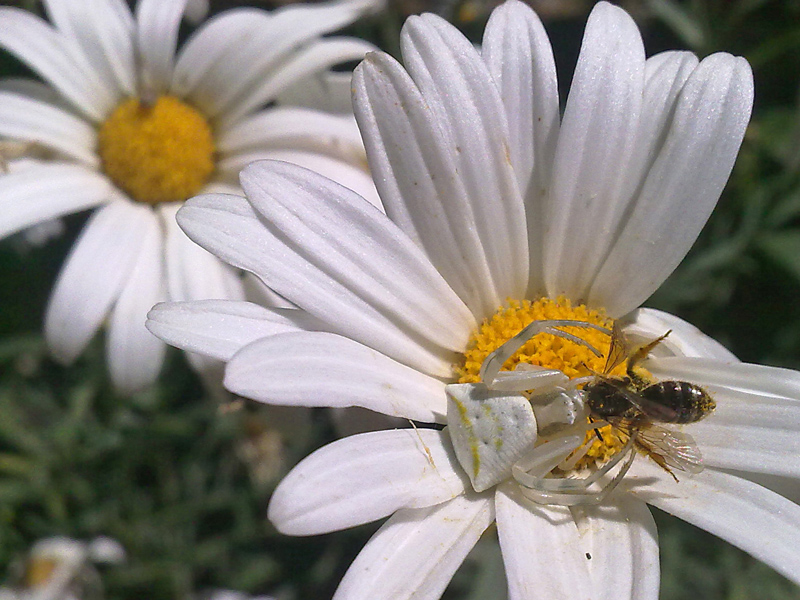 macro col cellulare? perche' no! macro col cellulare? perche' no!