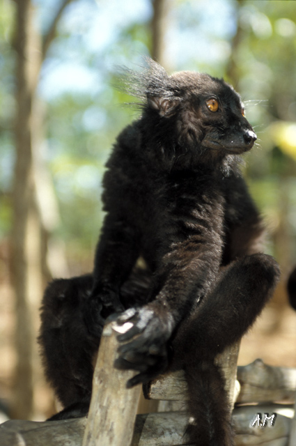 Madagascar - Maki macaco a Nosy Komba