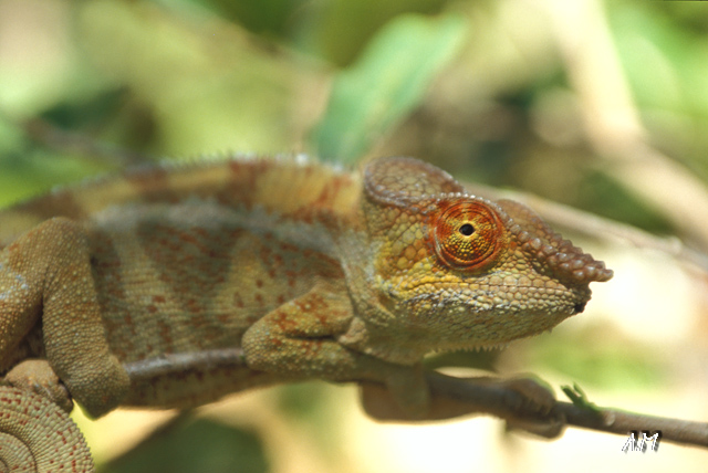 Madagascar - L'occhio del camaleonte