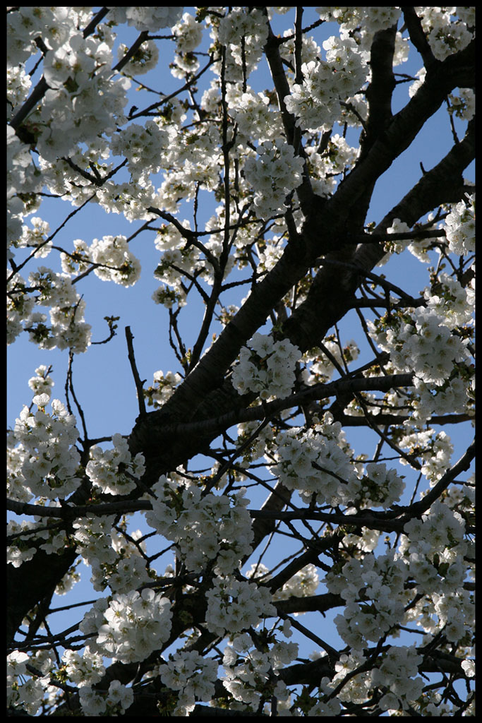 bianco fiore