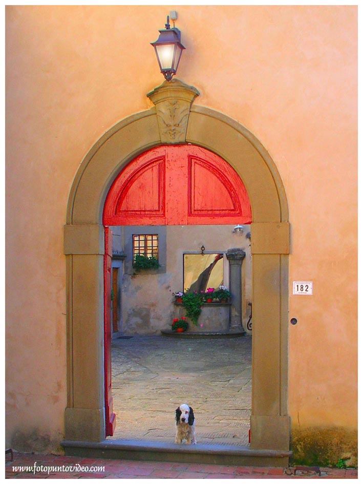 dog