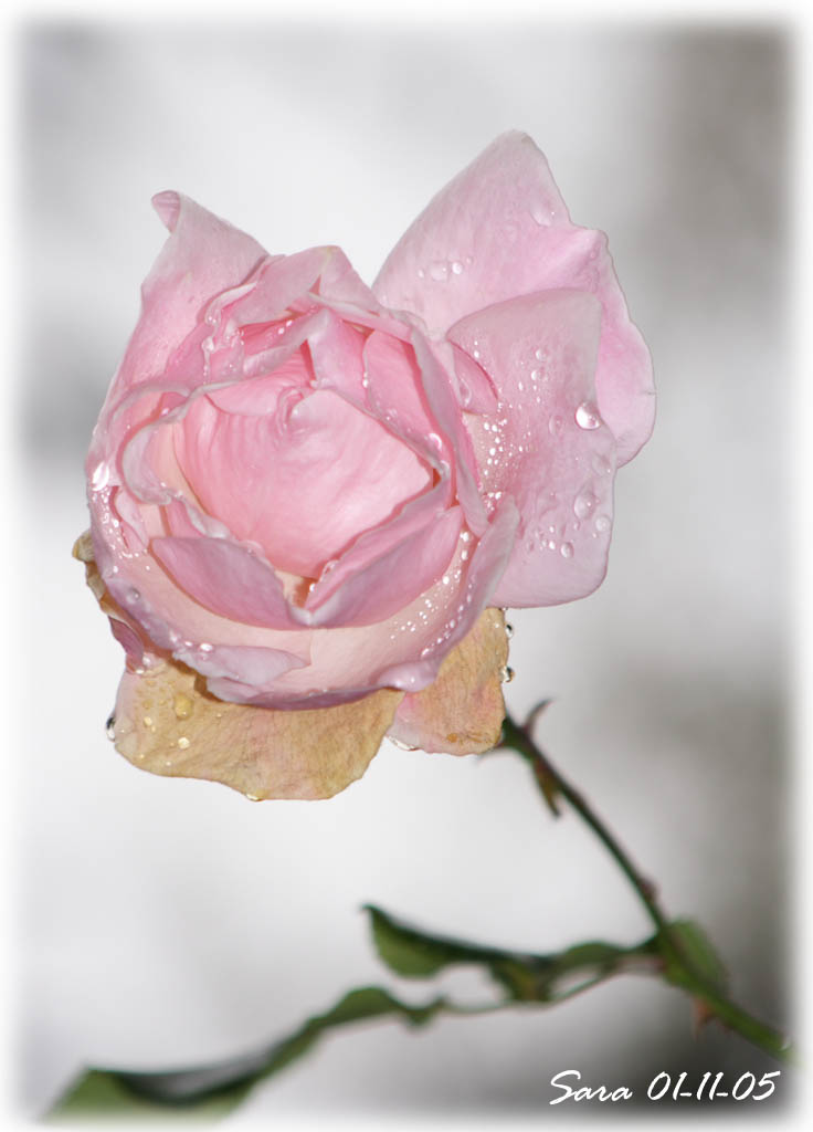 rosa autunnale