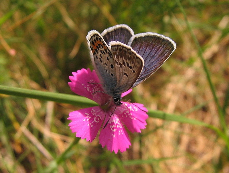 Cara vecchia(?) Ixus