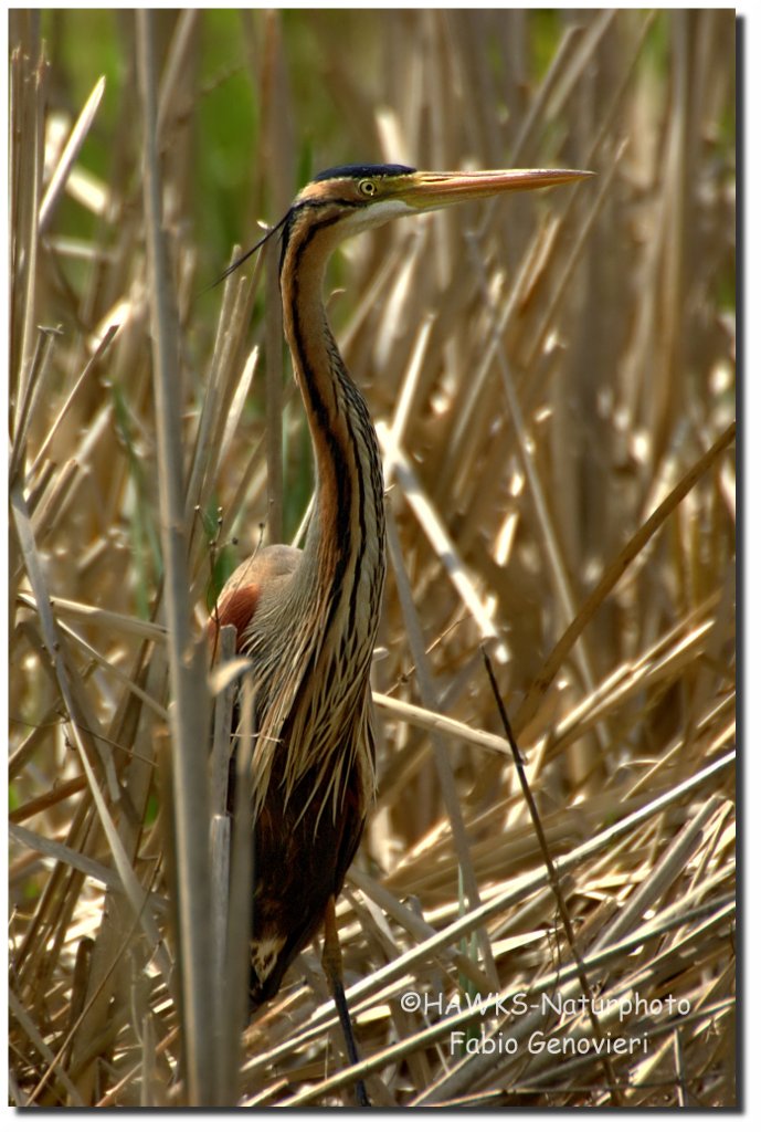 Ardea Purpurea