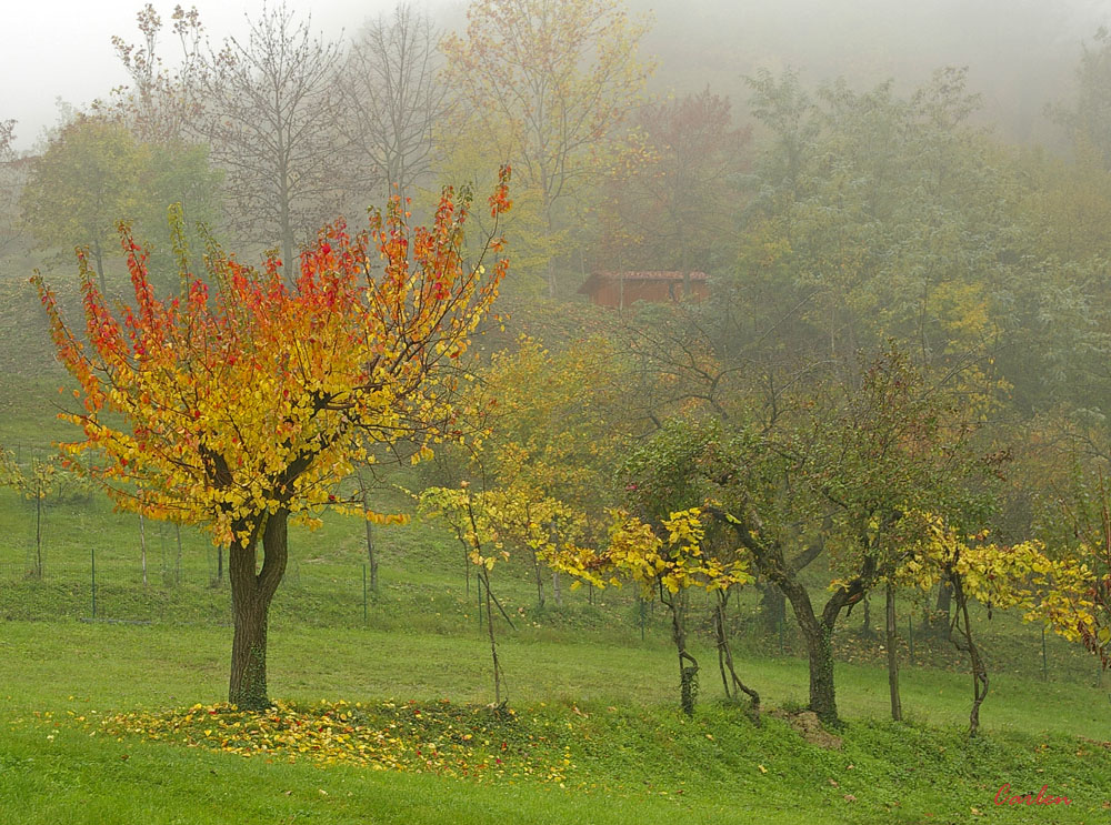 Autunno sui colli bolognesi.