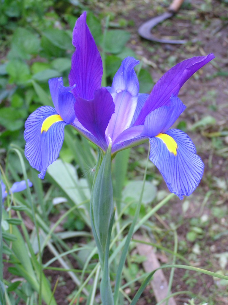 fiore viola