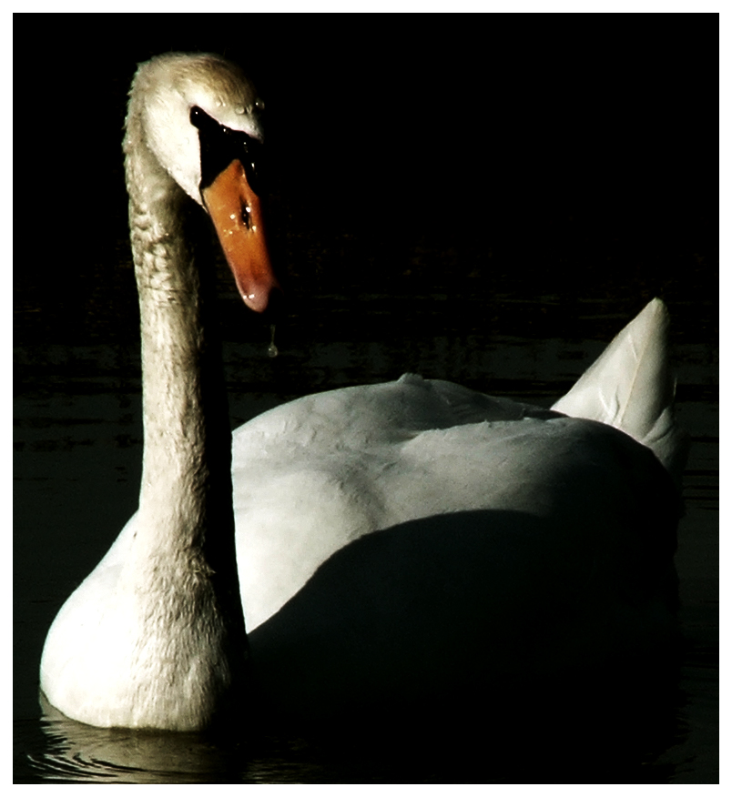 Cigno