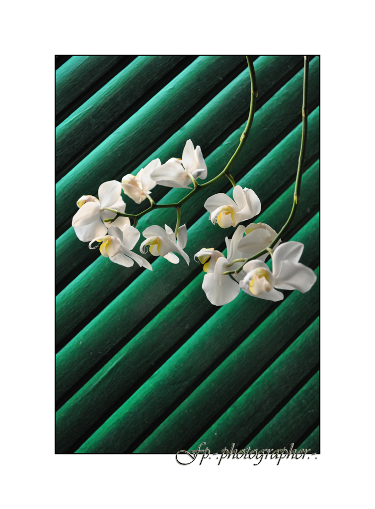 Phalaenopsis