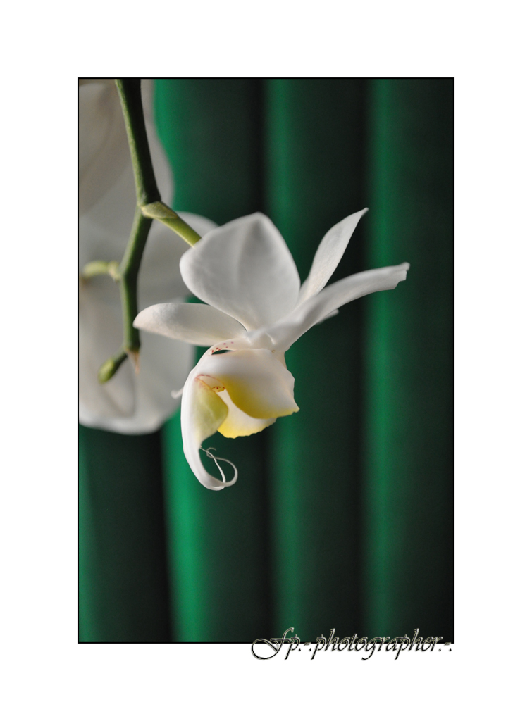 Phalaenopsis