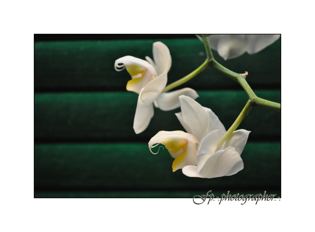 Phalaenopsis